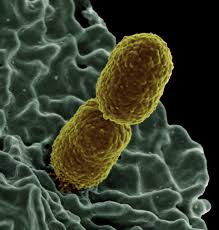 klebsiella pneumoniae