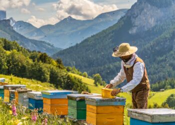 apicoltore al lavoro