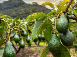 coltivazione di avocado