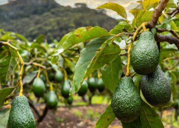coltivazione di avocado
