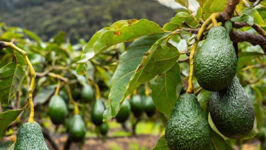 coltivazione di avocado