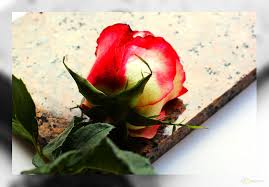 Che cosa fare per organizzare un funerale: 5 step 15 onoranze