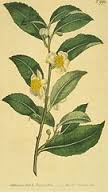Cos’è l’olio di Malaleuca e come usarlo. 10 tea tree